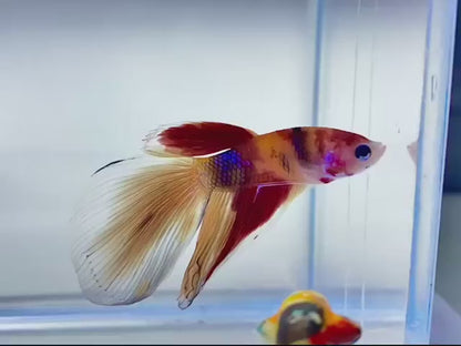 Rare Veiltail Koi Betta Fish (Male)