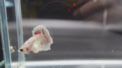 Rare Dumbo Smokey Red Betta Fish (Male)