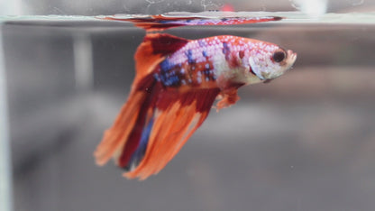 Rare Halfmoon Multicolors Betta Fish (Male)