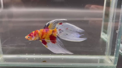 Competition Veiltail Koi Multicolors Betta Fish (MALE)