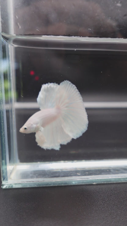 Halfmoon White Betta Fish (Male)