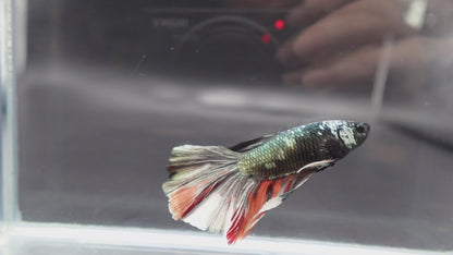 Rare Giant Halfmoon Red Copper Betta Fish (Male)