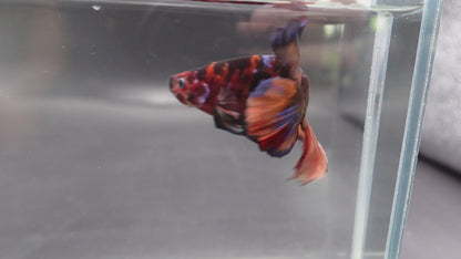 Rare Giant Multicolors Betta Fish (Male)