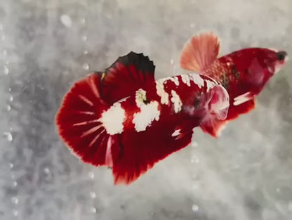 Rare Pair Red Copper Betta Fish (Male & Female)