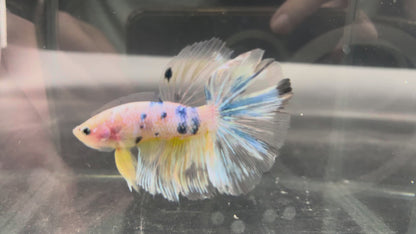 Rare Giant Halfmoon Koi Yellow Betta Fish (Male)