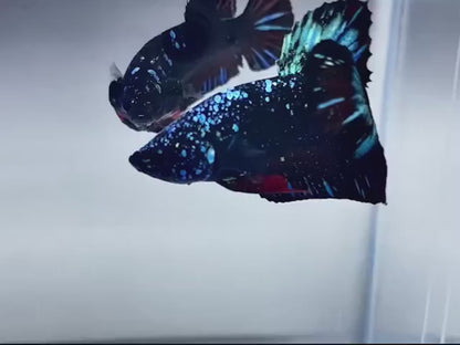 Rare Pair Galaxy Black Star Betta Fish (Male & Female)