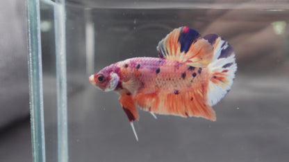 Rare Giant Multicolors Betta Fish (Male)