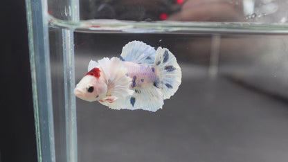 Rare Dumbo Koi Tanjo Betta Fish (Male)