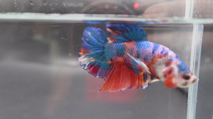 Rare Giant Multicolors Betta Fish (Male)