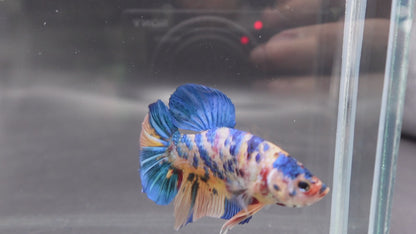 Rare Giant Multicolors Betta Fish (Male)