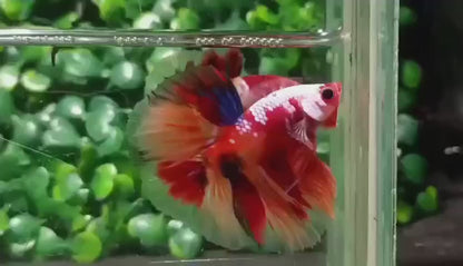 Halfmoon Koi Candy Betta Fish (Male)