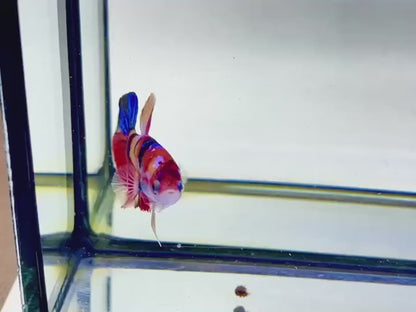 Rare Koi Multicolors Betta Fish (Male)
