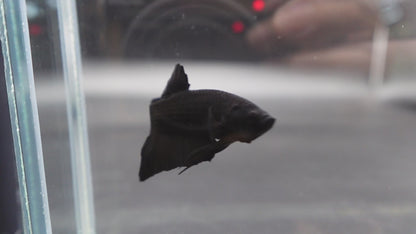 Competition grade - Super Black HMPK Betta Fish (MALE)