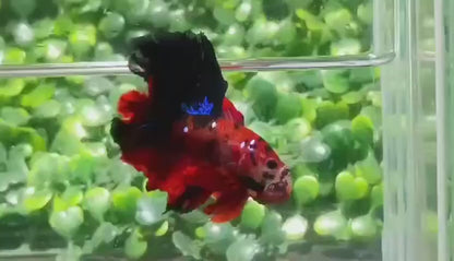 Koi Galaxy Halfmoon Prakat Betta Fish (Male)
