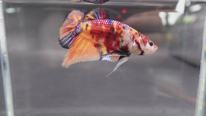 Rare Giant Multicolors Betta Fish (Male)