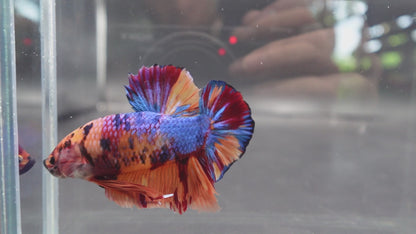 Rare Giant Multicolors Betta Fish (Male)