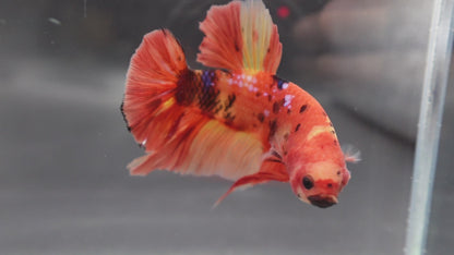 Rare Giant Multicolors Betta Fish (Male)