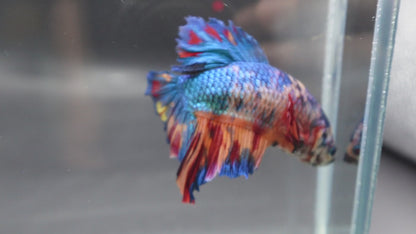 Rare Giant Multicolors Betta Fish (Male)