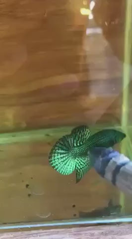 Green Alien Wild Betta Fish (Male)