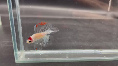 Competition Fullmoon Tanjo Betta Fish (MALE)