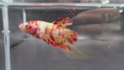Rare Koi Multicolors Betta Fish (Male)