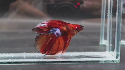 Competition Doubletail Nemo Betta Fish (MALE)