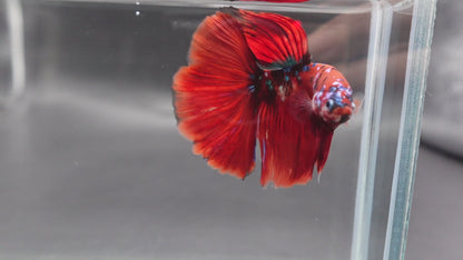 Competition Grade - Giant Halfmoon Red Devil Betta Fish (Male)