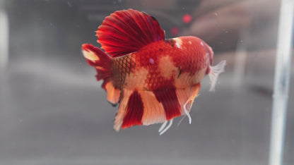 Rare Giant Nemo Betta Fish (Male)