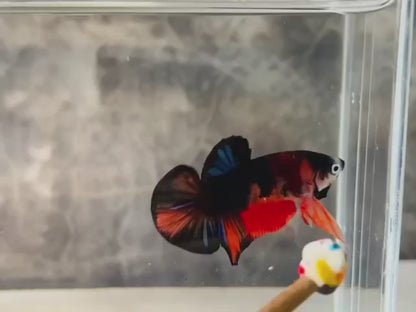 Rare Koi Multicolors Betta Fish (Male)