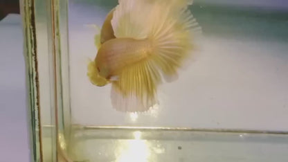 Rare Pair Halfmoon Gold Betta Fish (Male & Female)