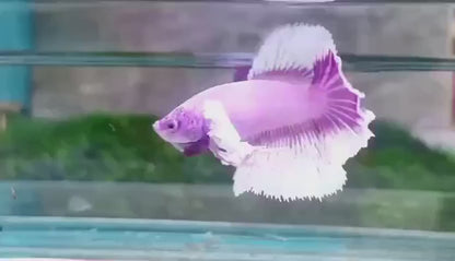 Rare Pair Dumbo Halfmoon Purple Butterfly Betta Fish (Male & Female)