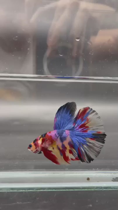 Competition Giant Halfmoon Multicolors Betta Fish (MALE)