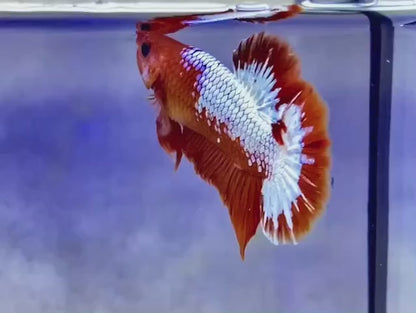 Pair Red Copper Startail Betta Fish (Male & Female)