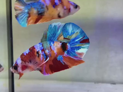 Rare Pair Koi Multicolors Betta Fish (Male & Female)