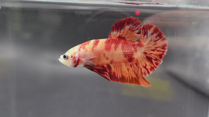 Rare Koi Multicolors Betta Fish (Male)