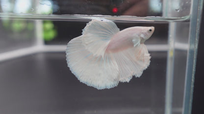 Halfmoon White Betta Fish (Male)