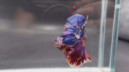 Rare Giant Multicolors Betta Fish (Male)