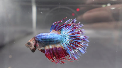 Rare Multicolors Crowntail Betta Fish (Male)