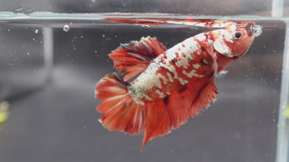 Rare Giant Red Copper Betta Fish (Male)