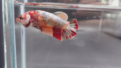 Rare Super Giant Red Copper Betta Fish (Female)