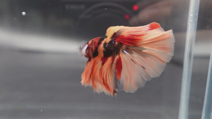 Rare Halfmoon Multicolors Betta Fish (Male)