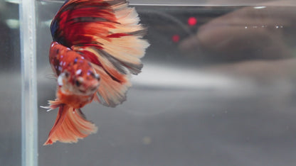 Rare Halfmoon Multicolors Betta Fish (Male)