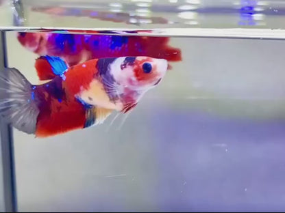 Rare Pair Koi Multicolors Betta Fish (Male & Female)