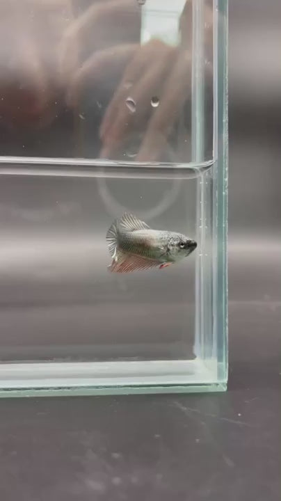 Rare Halfmoon Copper Betta Fish (Female)