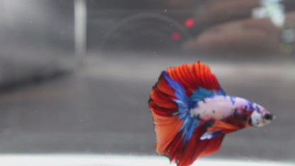Rare Halfmoon Multicolors Betta Fish (Male)