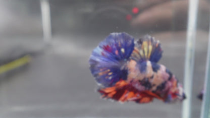 Rare Giant Multicolors Betta Fish (Male)