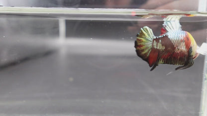Competition grade - Multicolors White Face Betta Fish (MALE)