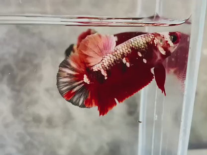 Rare Pair Red Copper Betta Fish (Male & Female)