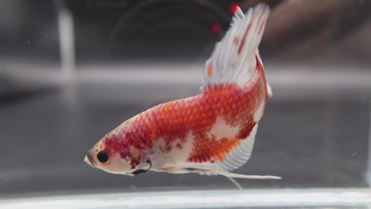 Rare Giant Koi Red And White Betta Fish (Male)