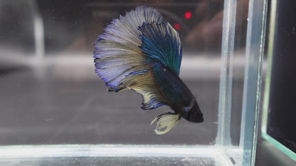 Rare Halfmoon Blue And Yellow Betta Fish (Male)